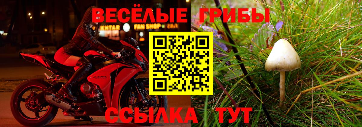 Галлюциногенные грибы Psilocybine cubensis Жуковский